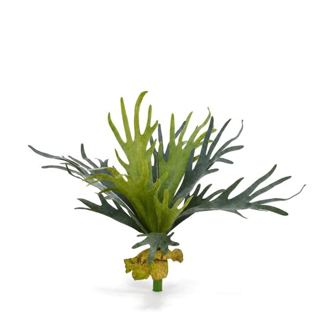 Coolplant Hertshoorn kunstboeket 50 cm