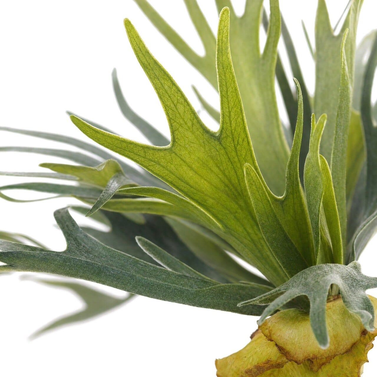 Artificial Staghorn Bouquet 50 cm