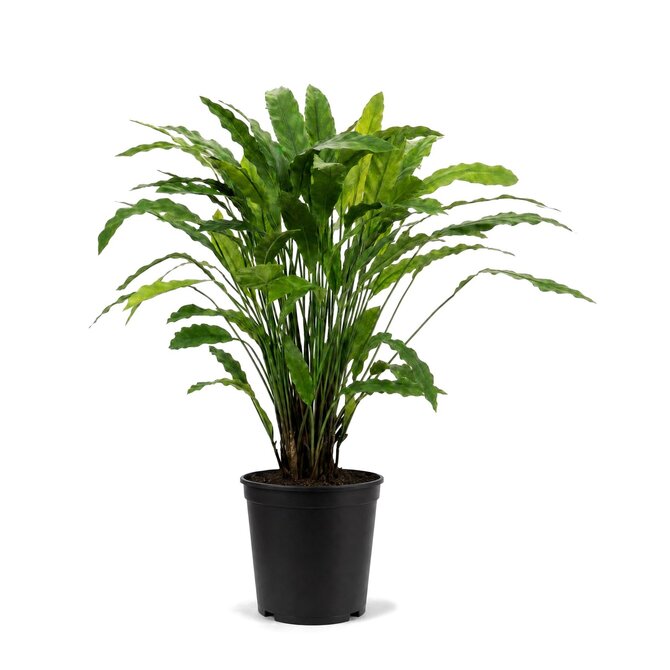 Coolplant Calathea Rufibarba kunstplant 85 cm
