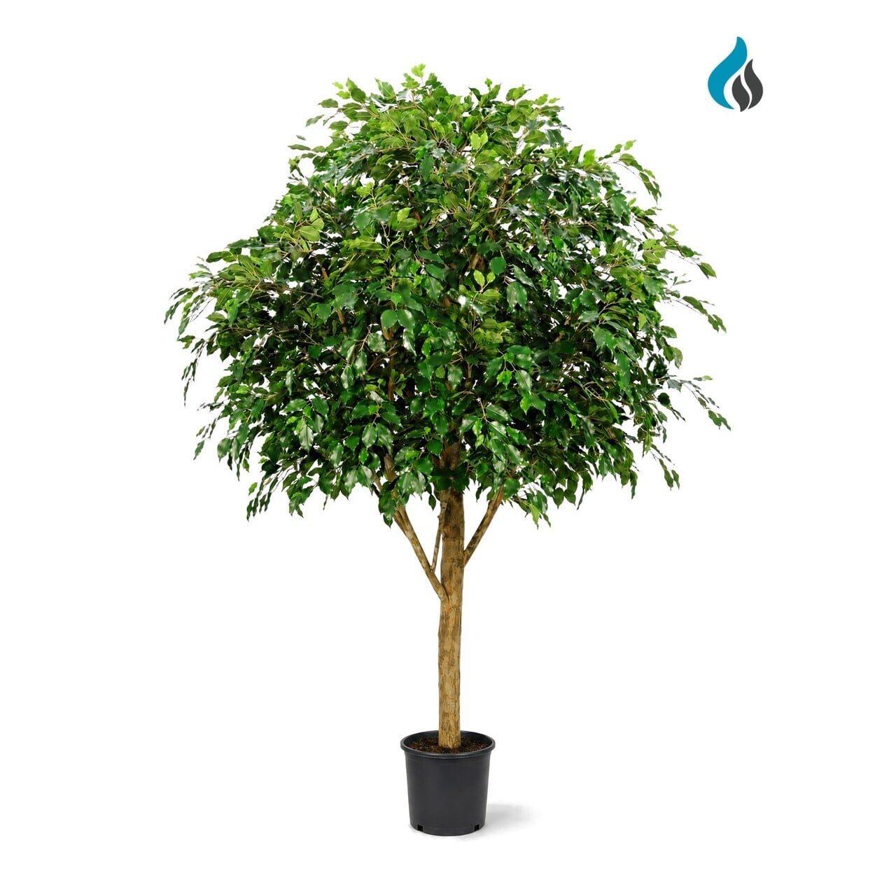 Ficus Exotica kunstboom Giant 290 cm – brandvertragend