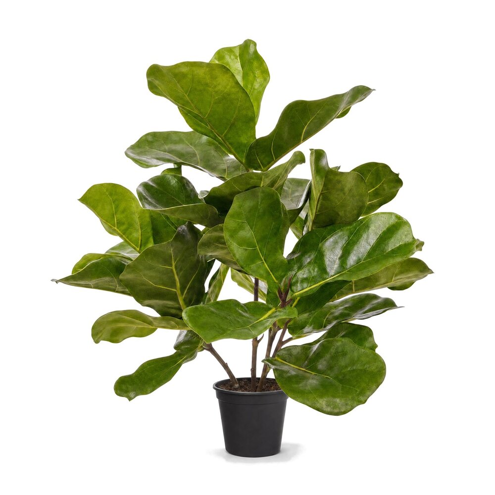 Coolplant Ficus Lyrata kunstplant 45 cm