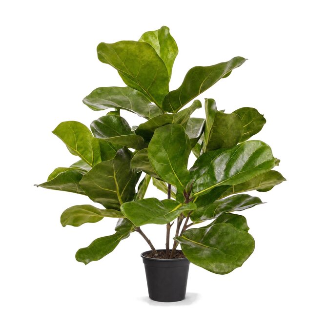 Coolplant Ficus Lyrata kunstplant 45 cm