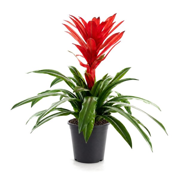 Coolplant Guzmania kunstplant 73 cm