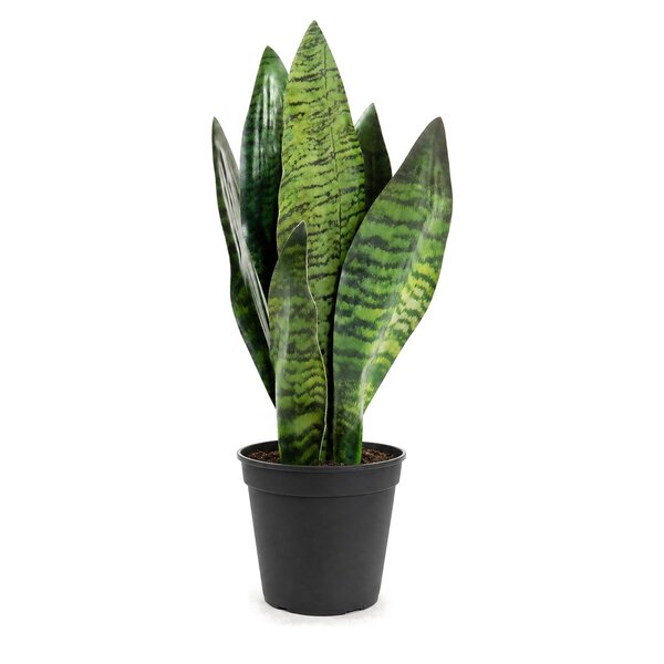 Coolplant Sanseveria kunstplant 45 cm