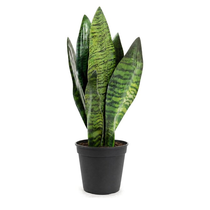 Coolplant Sanseveria kunstplant 45 cm