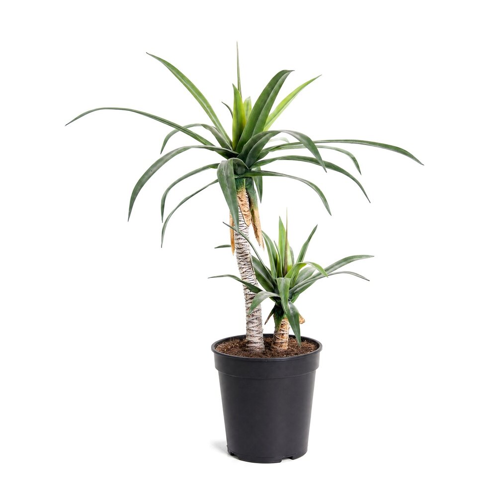 Coolplant Agave kunstplant op 2 stammen 100 cm
