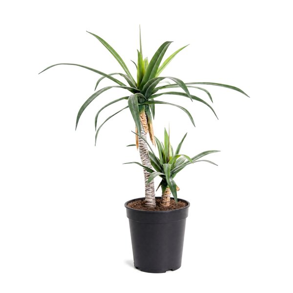 Coolplant Agave kunstplant op 2 stammen 100 cm