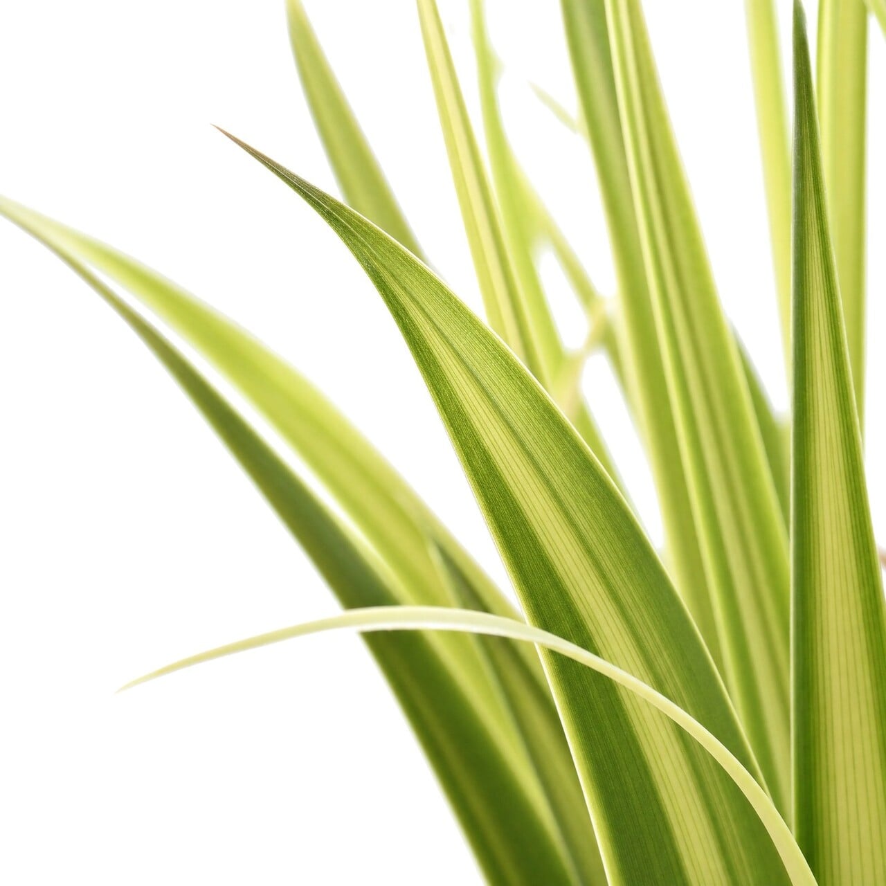 Gras kunstplant 93 cm