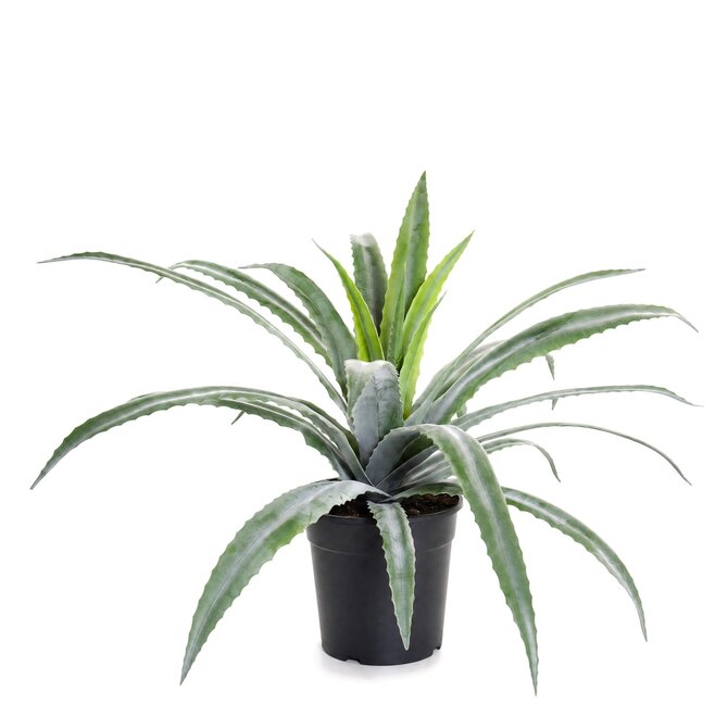 Coolplant Aloë vera kunstplant 61 cm