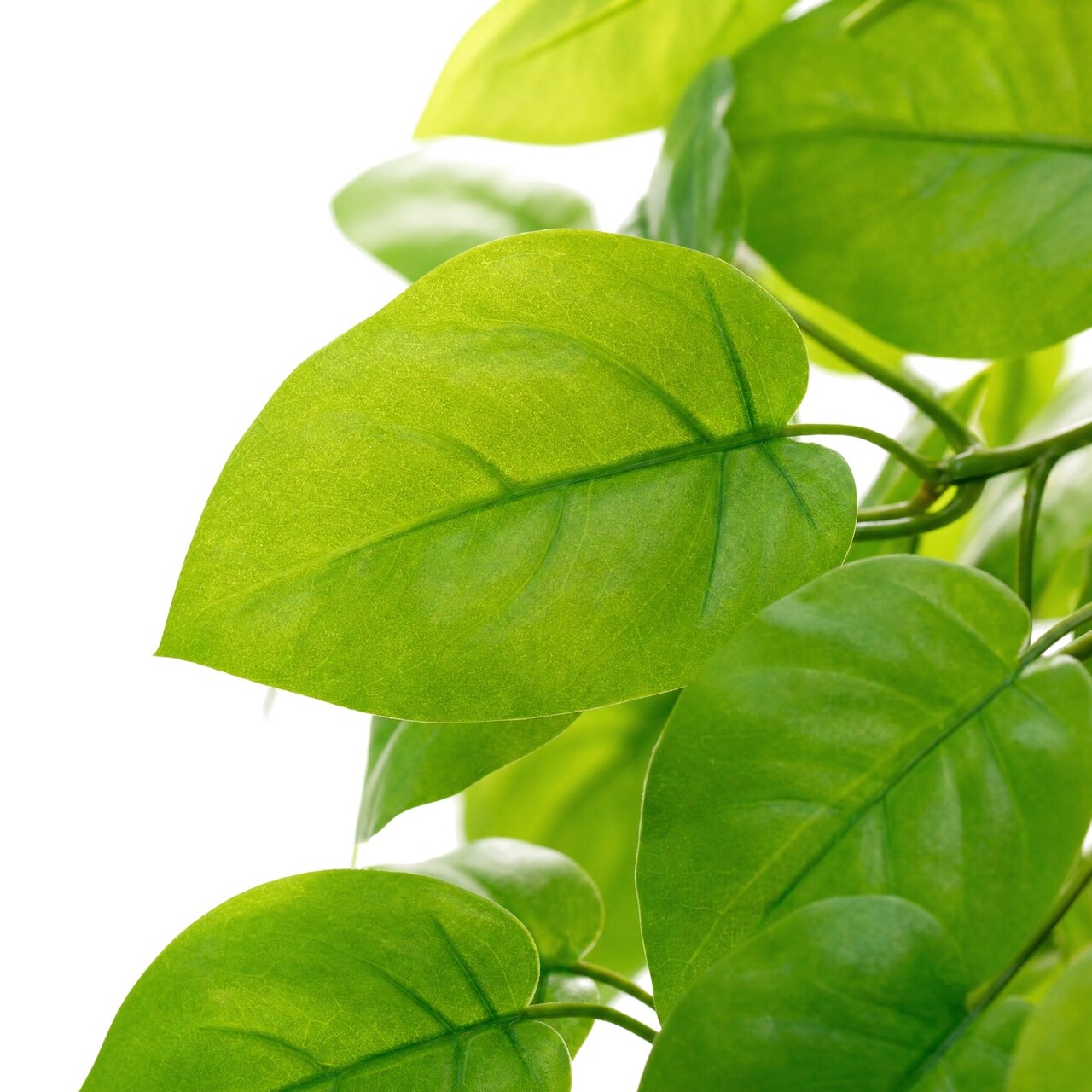 Pothos kunsthangplant lichtgroen 83 cm – brandvertragend