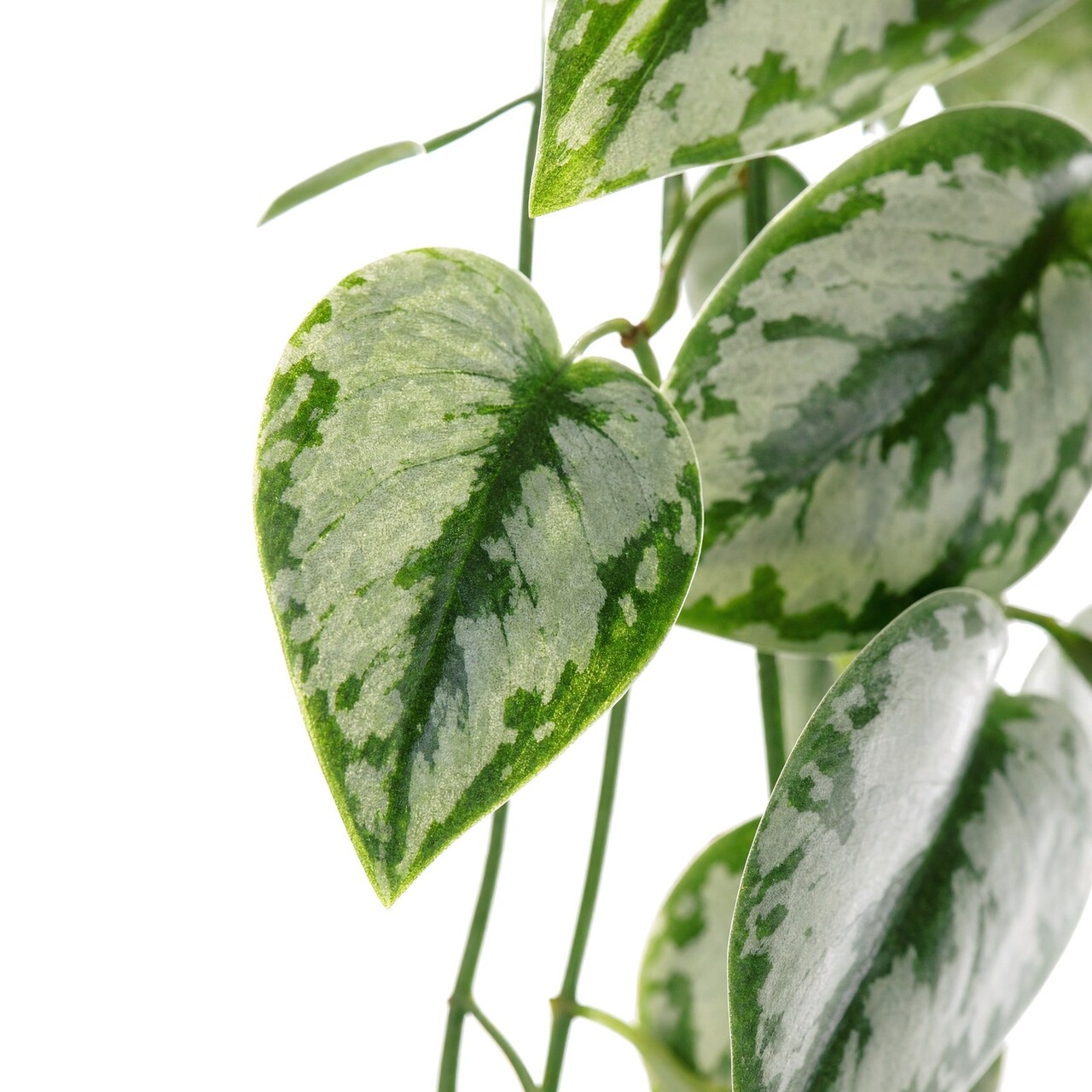 Scindapsus kunsthangplant 85 cm – brandvertragend