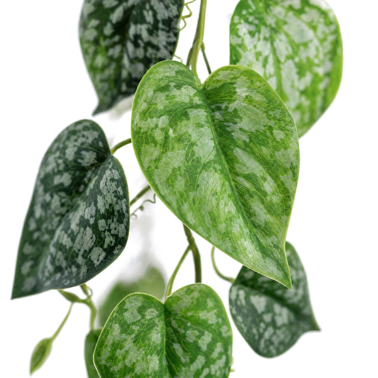 Scindapsus Silver Lady Kunstgirlande 200 cm – schwer entflammbar