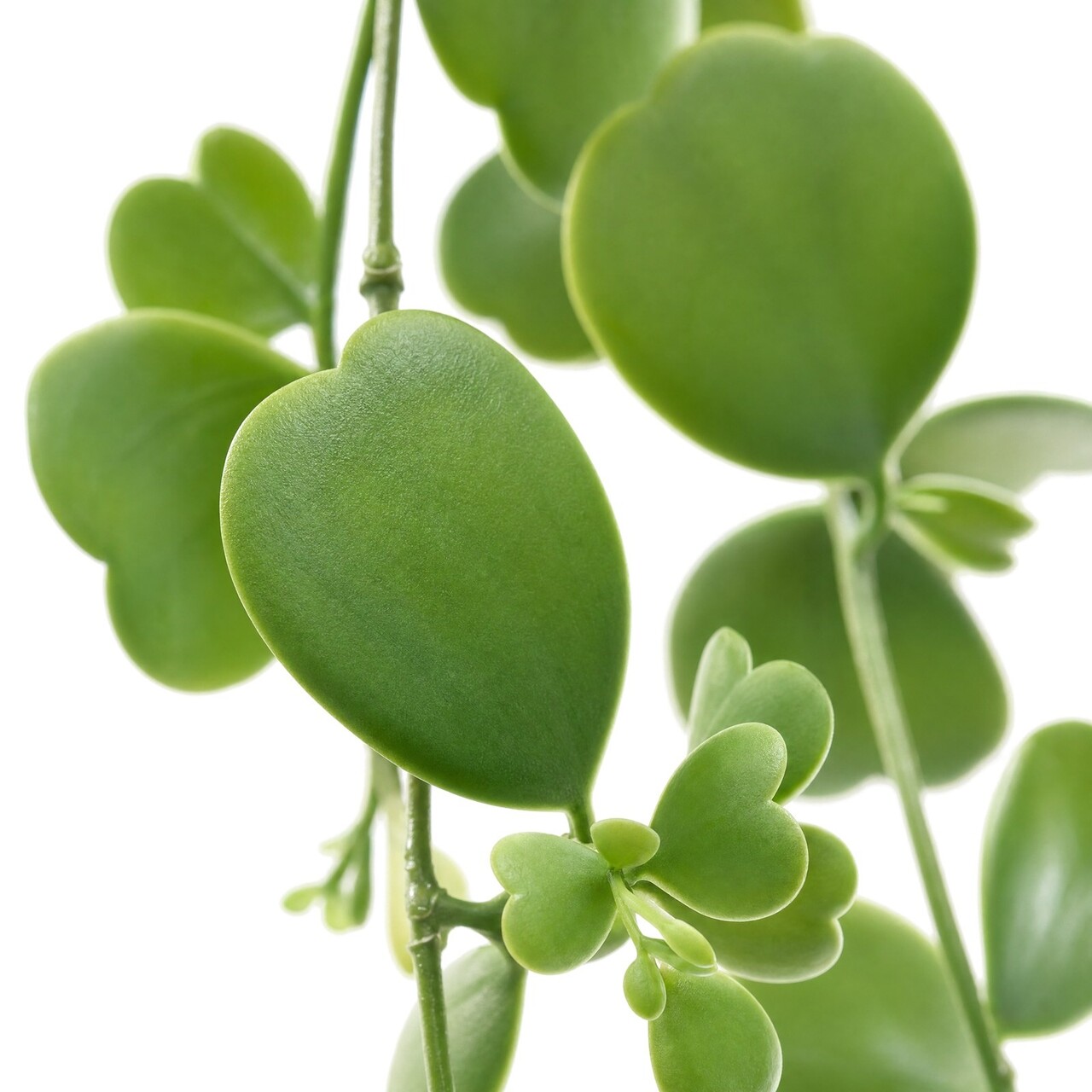 Hartbladklimop kunsthangplant 96 cm – brandvertragend