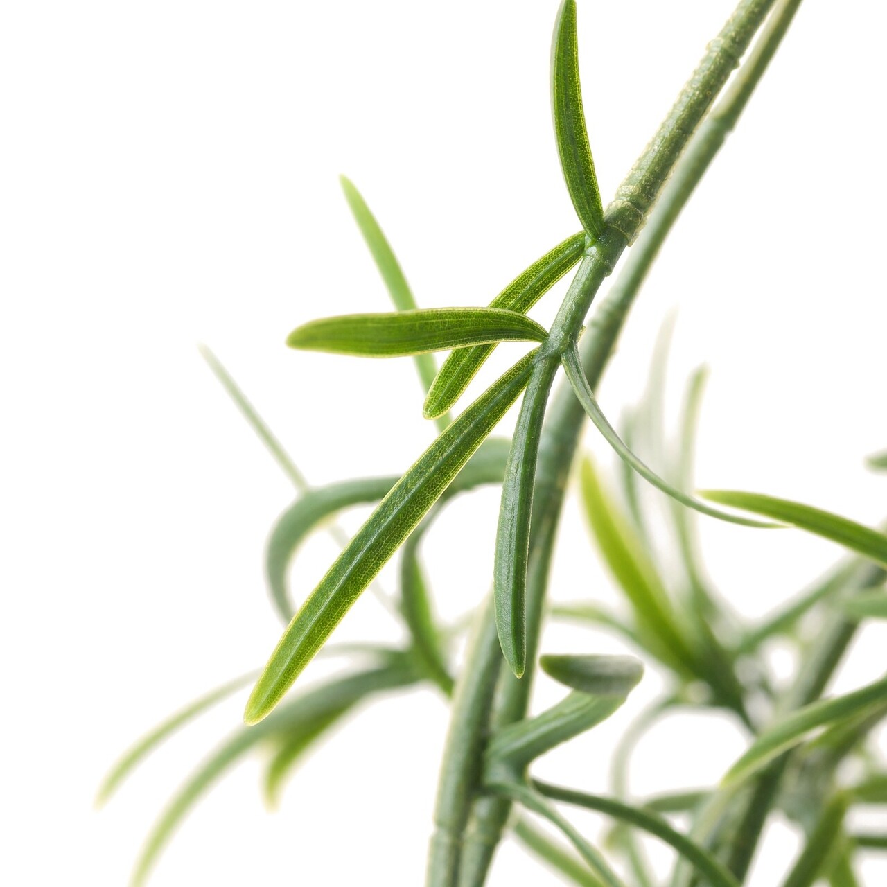 Asparagus kunsthangplant 76 cm – brandvertragend