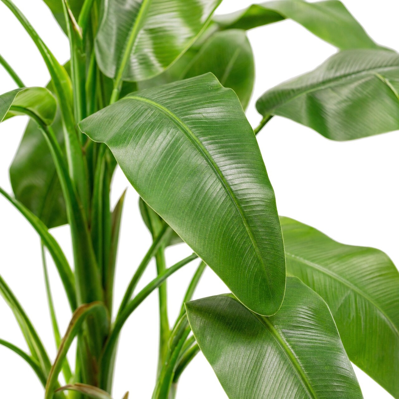 Bananenplant kunstplant 125 cm – brandvertragend