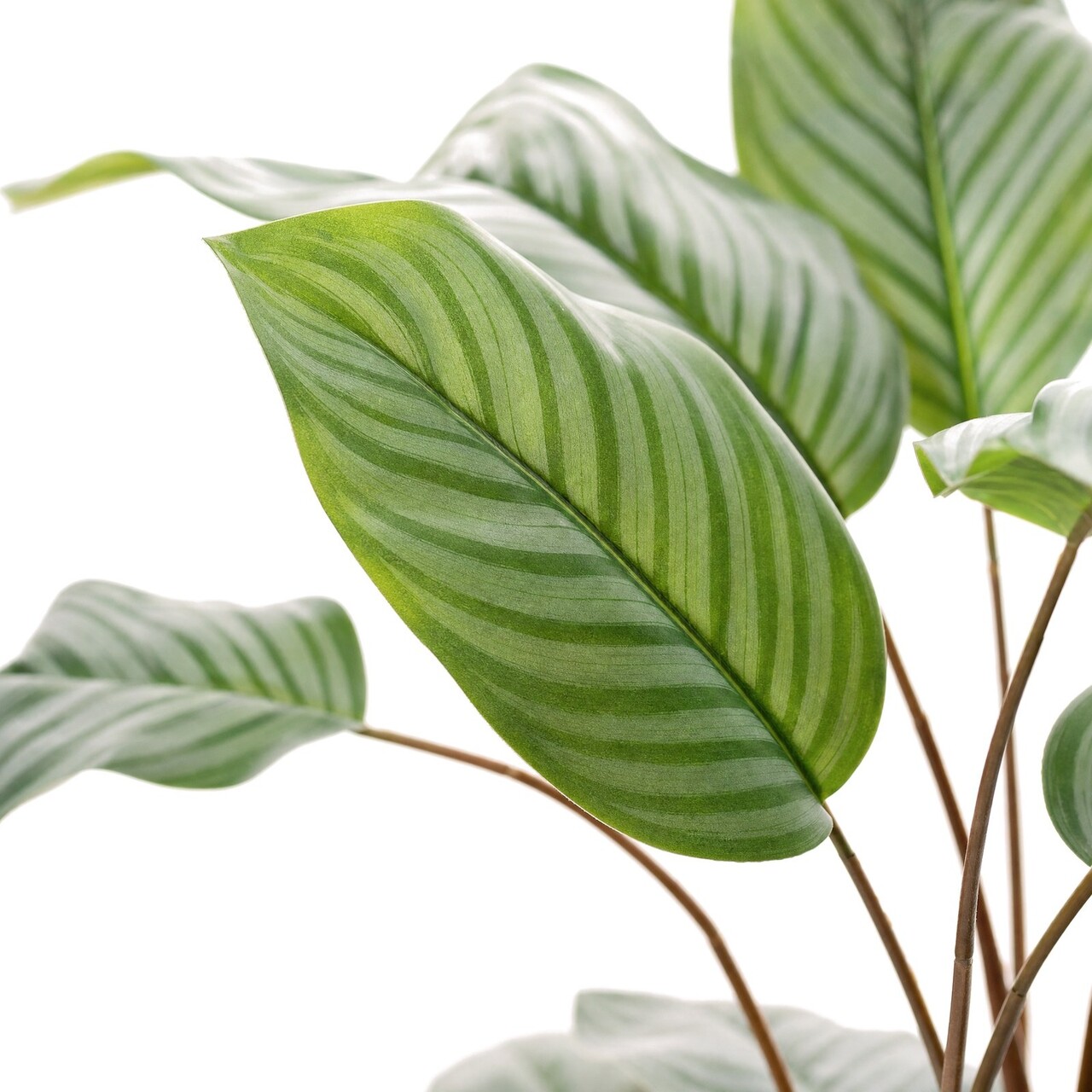 Calathea-Kunstbukett 112 cm – schwer entflammbar