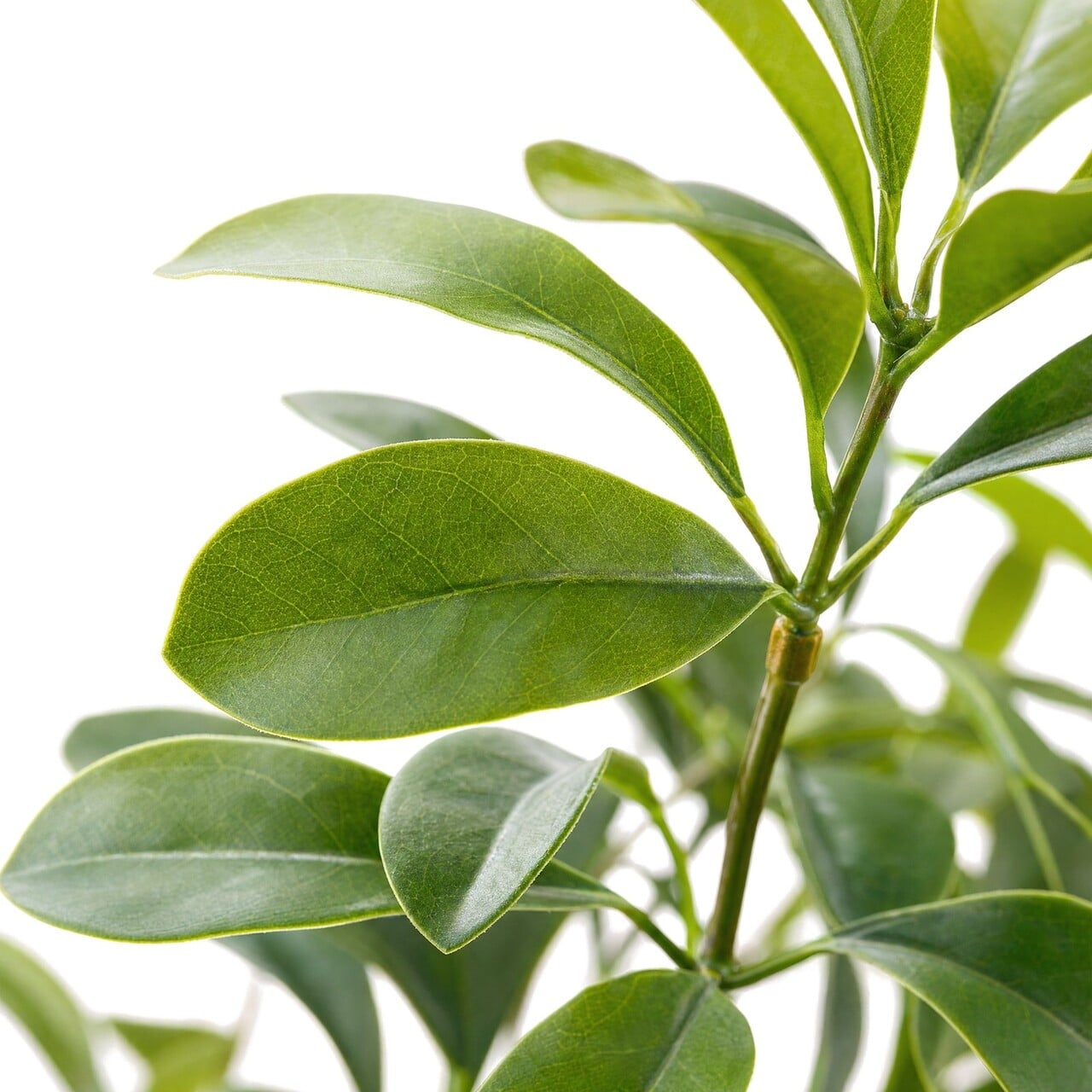 Schefflera-Kunstbukett grün 48 cm – schwer entflammbar