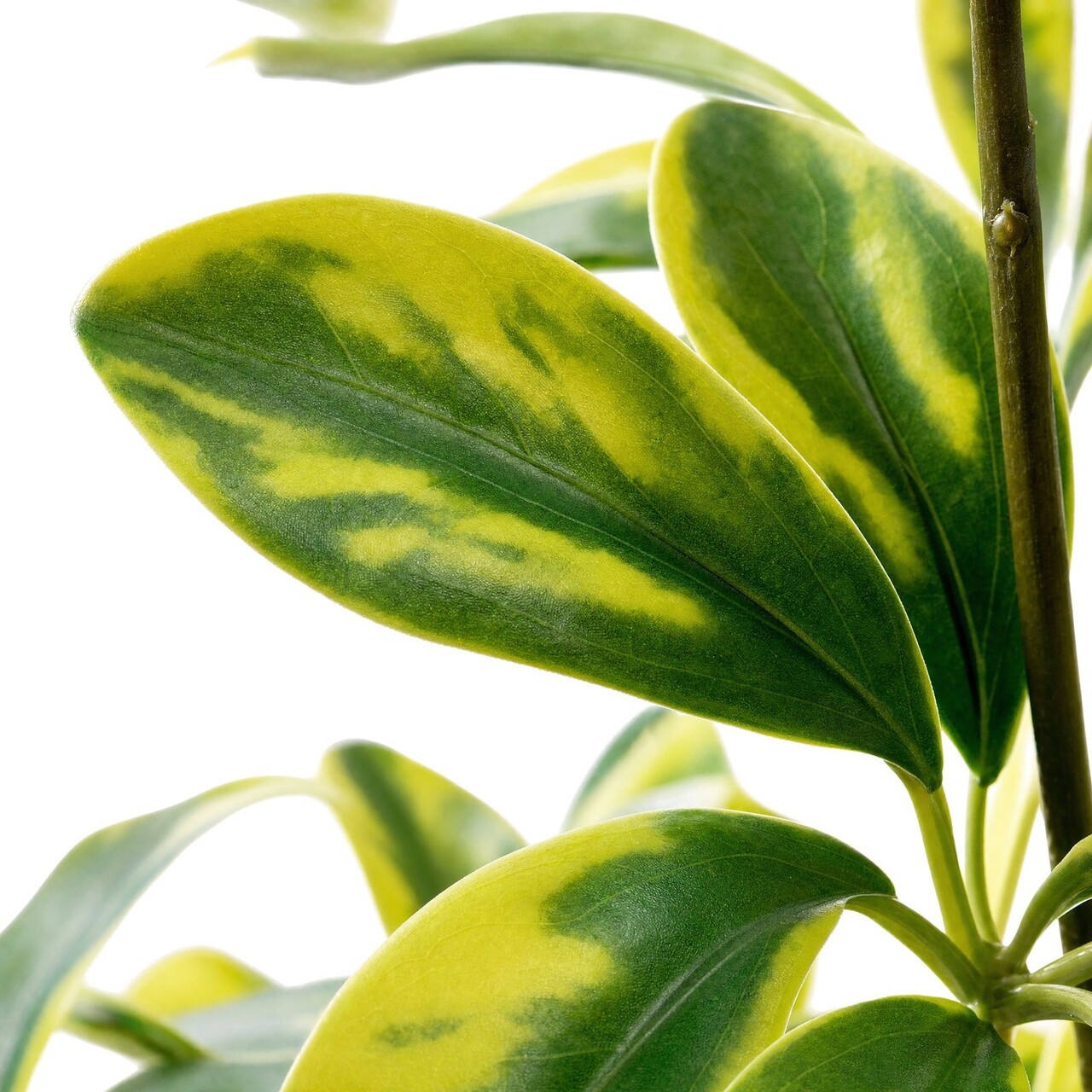 Schefflera kunstboeket bont 48 cm – brandvertragend