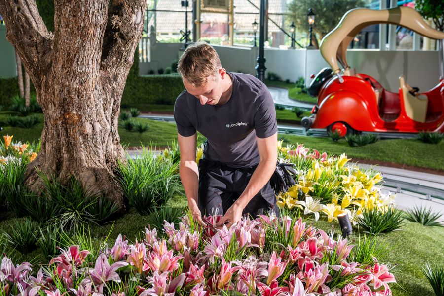 Ein Monteur von Coolplant vollendet den Fuß eines Olivenbaums nach Maß