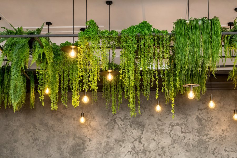 Hangend groen boven de bar