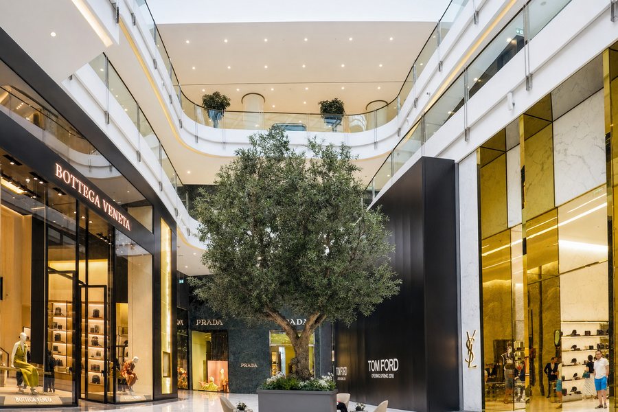 Olijfboom in een winkelcentrum