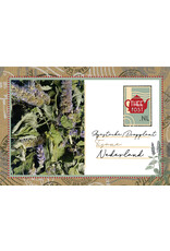 Agastache/Dropplant/Liquorice mint