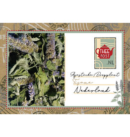 Agastache/Dropplant