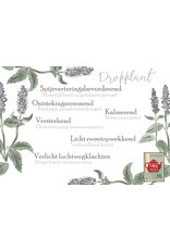 Agastache/Dropplant/Liquorice mint