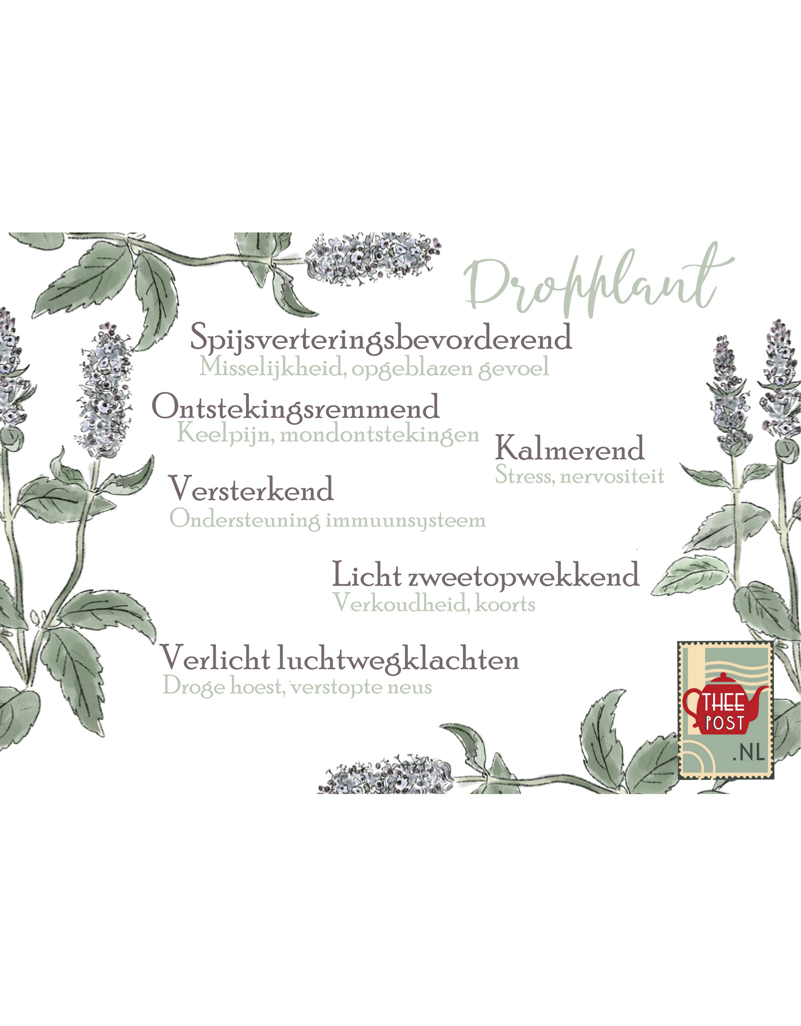 Agastache/Dropplant/Liquorice mint