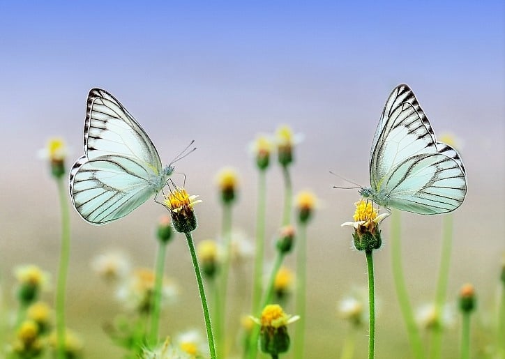 Schaken Sportschool Fascineren Kaart met mooie afbeelding van 2 vlinders | eenbeetjegeluk.nl -  eenbeetjegeluk.nl