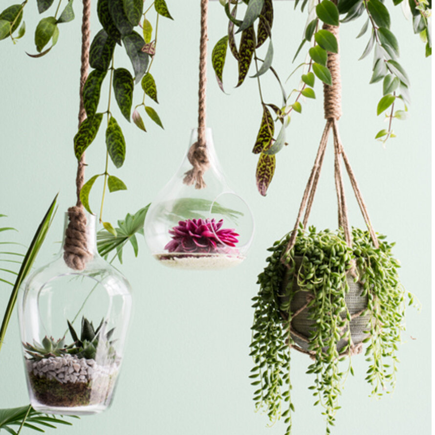 Planten en Planthangers