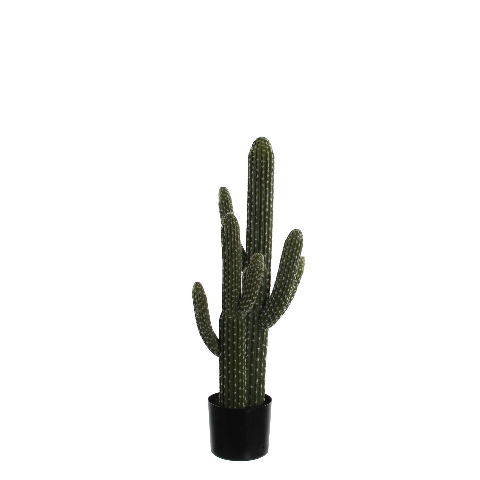 MiCa 1030096 Cactus in pot