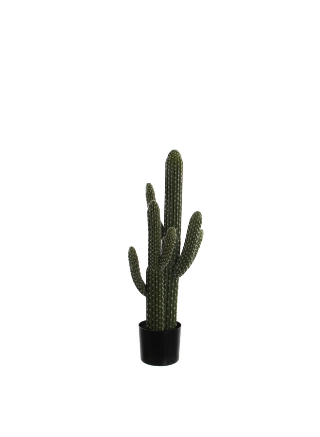 1030096 Cactus in pot