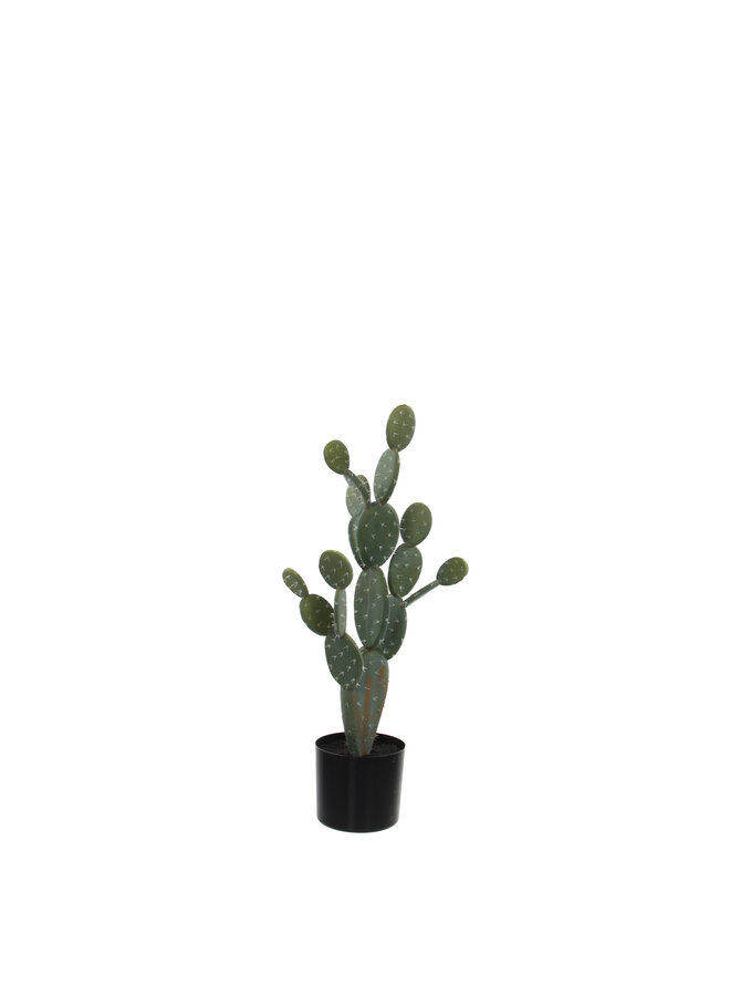 1030099 Cactus in pot