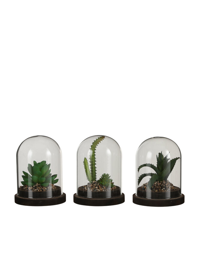 1066912 Bell jar with succulent plant