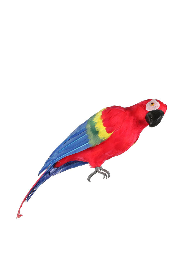 1062376 Parrot red