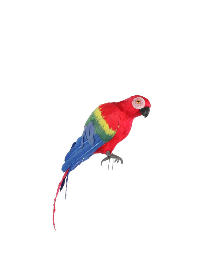 1062375 Parrot red