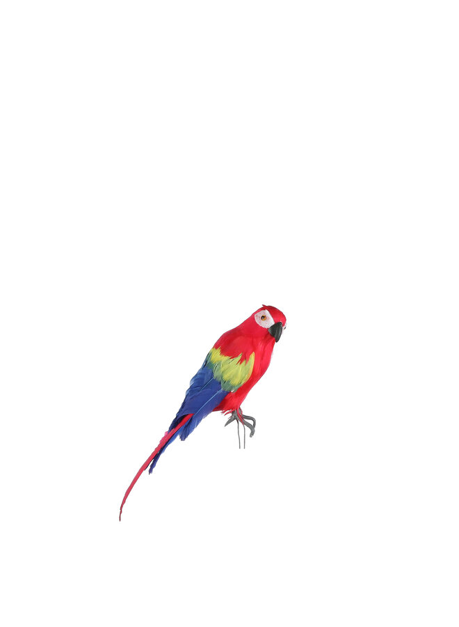 1062374 Parrot red