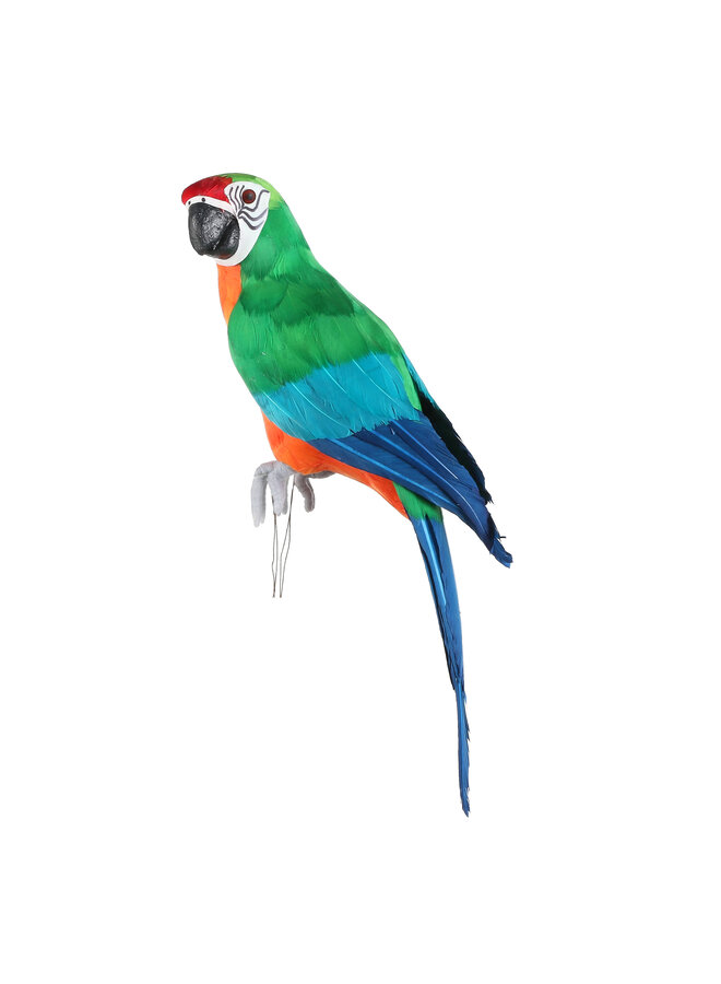 1062369 Parrot green