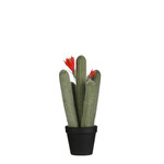 MiCa 1058765 Cactus in plastic pot