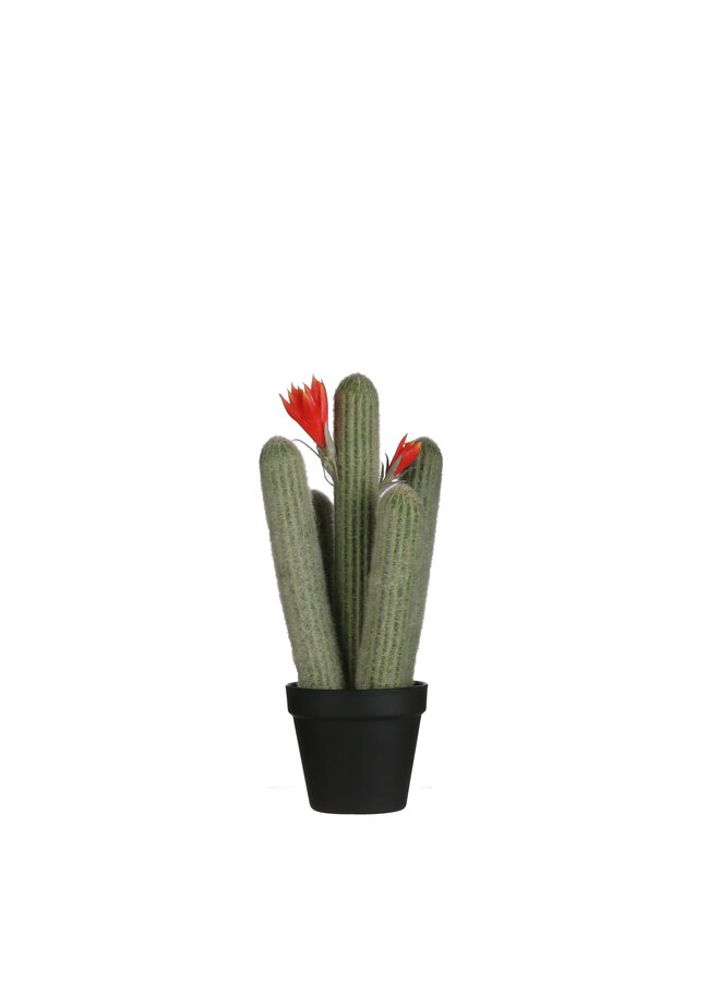 1058765 Cactus in plastic pot