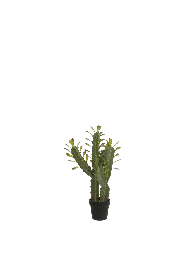 1058760 Cactus in plastic pot