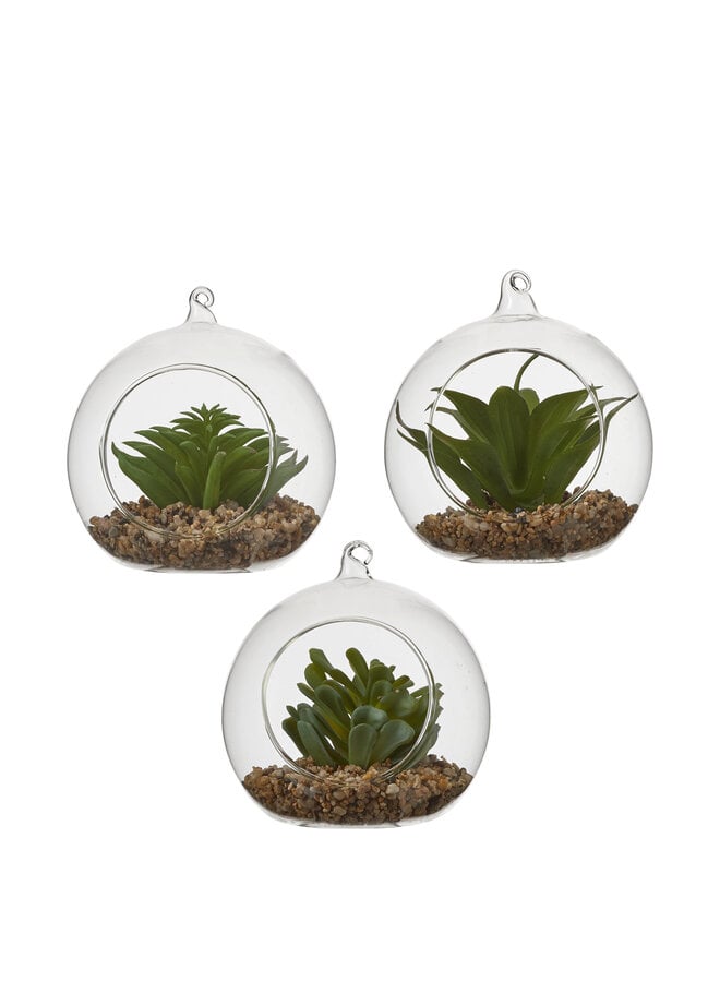 1047780 Succulent plant green