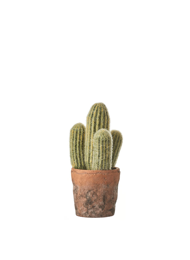 1047905 Cactus green in pot