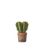 MiCa 1047907 Cactus groen in pot