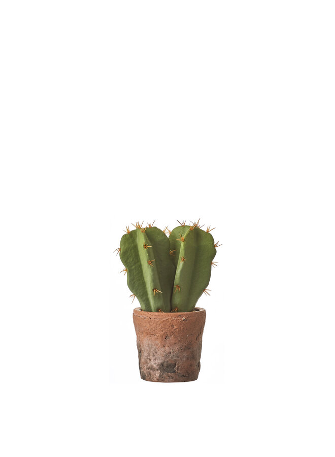 1047907 Cactus green in pot