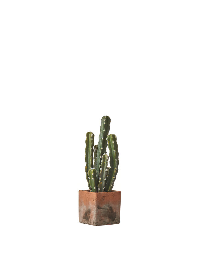 1047909 Cactus green in pot