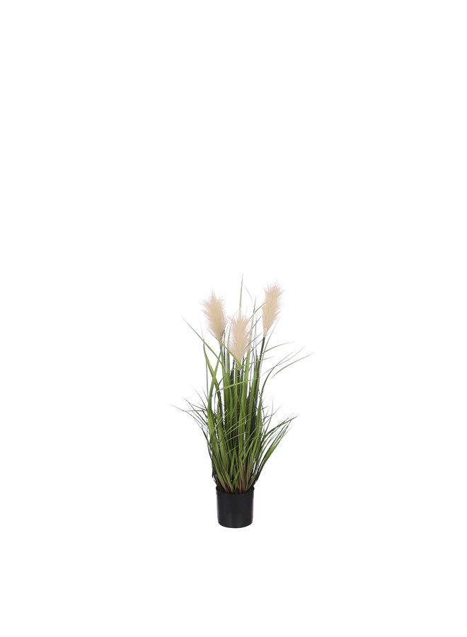 Ornamental grass in pot peach