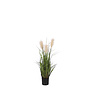 Ornamental grass in pot peach