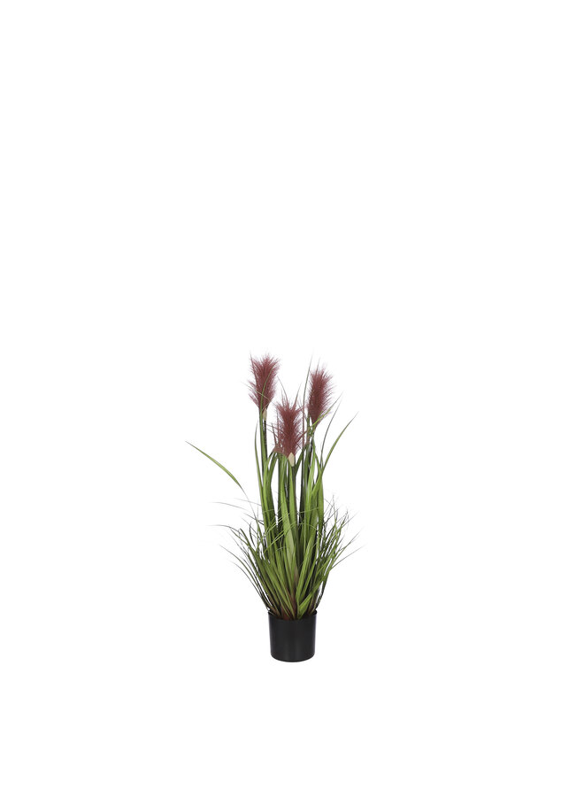 Ornamental grass in pot brown